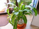 Dracaena Massangeana